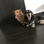 エルちゃん＆ルナちゃん