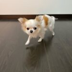 チワワのももちゃん